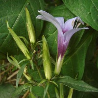 Barleria involucrata Nees